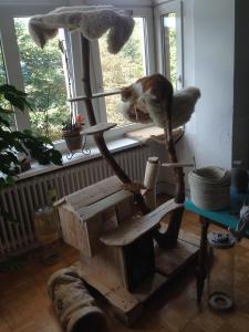 Katzenkratzbaum, Katzenhütte: erstes Testliegen oben