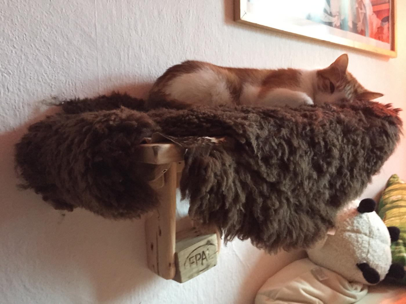 Katzenhochbett, Probeschlafen durch Besitzer